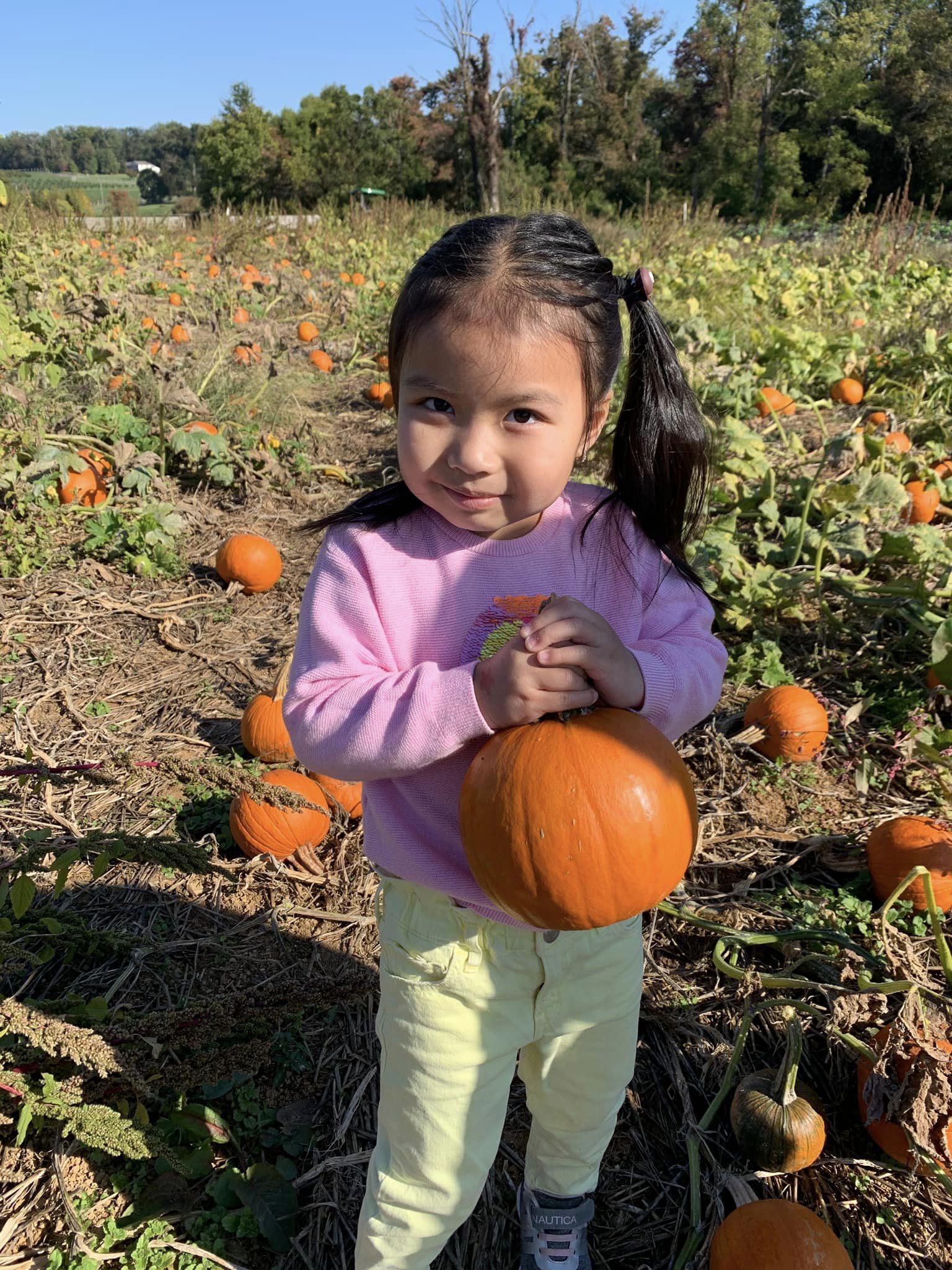 Pumpkin Patches